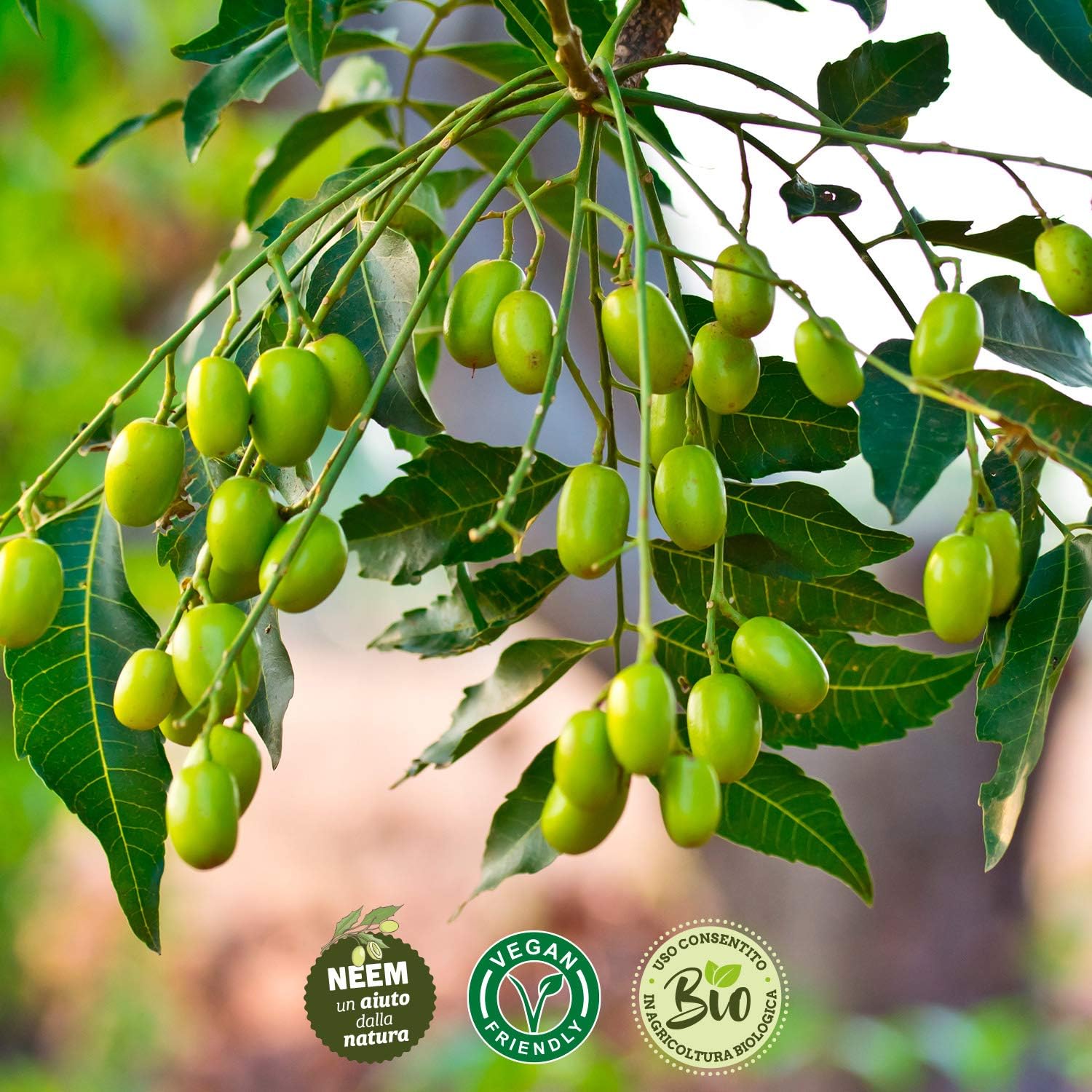 Neem Oil Expert Tips, No information - Image 4