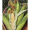 Burpee On Deck Sweet Corn Seeds 50 seeds