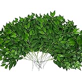 Jiojroml 24Pcs Artificial Italian Ruscus Greenery Stems, Faux Green Leaf Garland Branches Hanging Greenery Spray for Wedding Bouquet,Arch,Table Centerpieces， Balloon Arch and Home Decor (24)