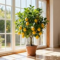 10 Dwarf Peach Tree Seeds - Grow Full-Sized Sweet Juicy Peaches in