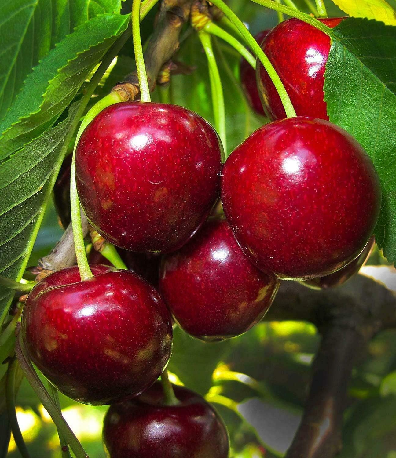 Fruit Plant - 1 Bing Cherry Tree Flowering Fruit Trees 1-2 FT Plant for Spring Plants Trees