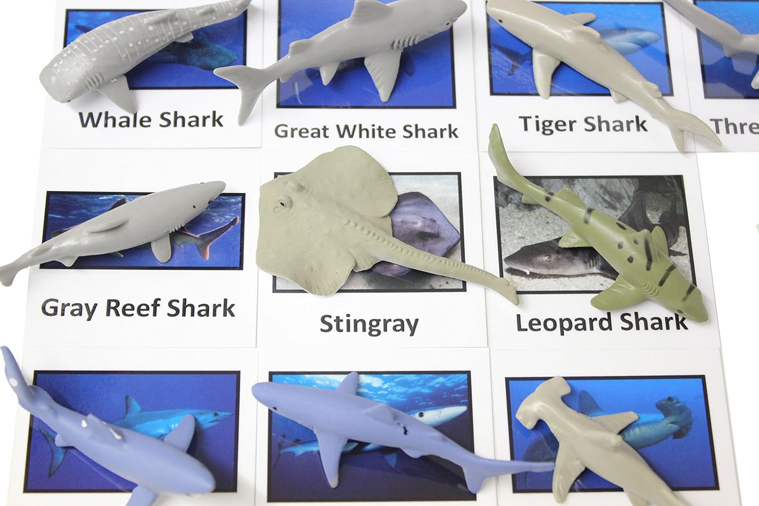 Curious Minds Busy Bags Montessori Sharks Animal Match Cards and Figurines. Nomenclature Science Work Continent Box