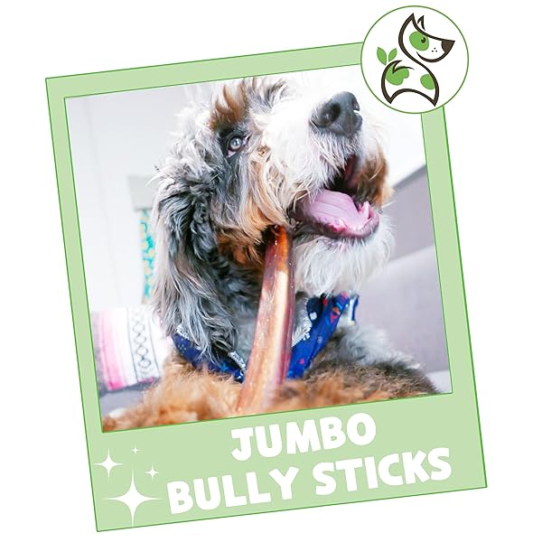 NATURE GNAWS EXTRA LARGE BULLY STICKS FOR DOGS 11-12″ (6 COUNT) – THICK LONG LASTING FOR AGGRESSIVE CHEWERS AND HEAVY CHEWERS – NATURAL BEEF DOG CHEW BONES