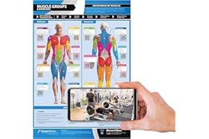 Workout Posters for Home Gym | Muscle Group & Exercise Charts | Laminated 24" X 16.5" Dumbbell Workout Poster