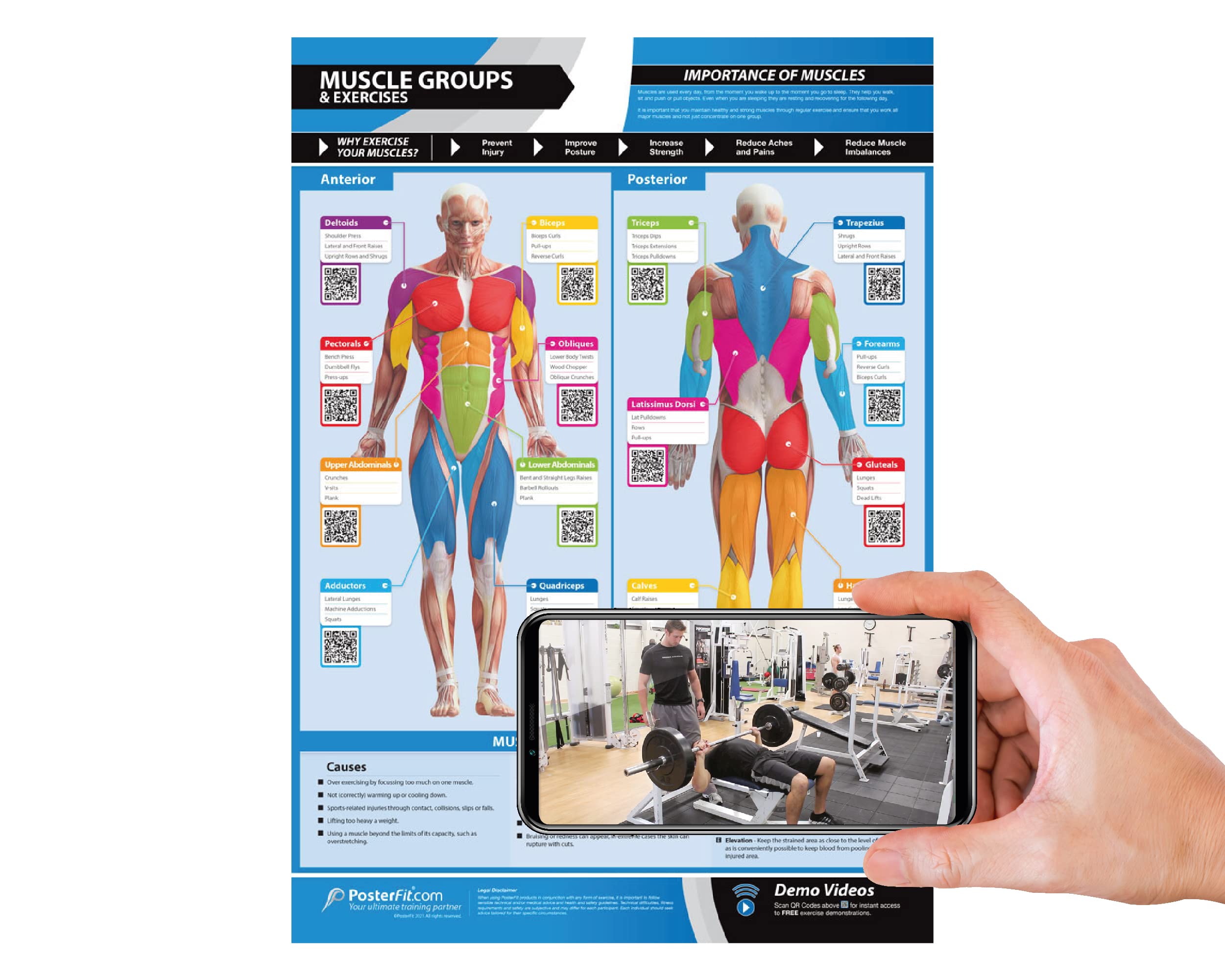 PosterFit Muscle Groups & Workout Poster - LARGE - A2 (594mm x 420mm) - Anterior & Posterior Muscles Gym Wall Chart - Includes Online Video Training Support