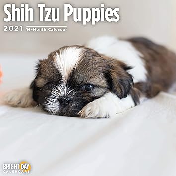 Amazon Bright Day Calendars 21シーズー子犬壁カレンダー 12 X 12インチ かわいい犬 12 X 12インチ アダルトカレンダー 文房具 オフィス用品