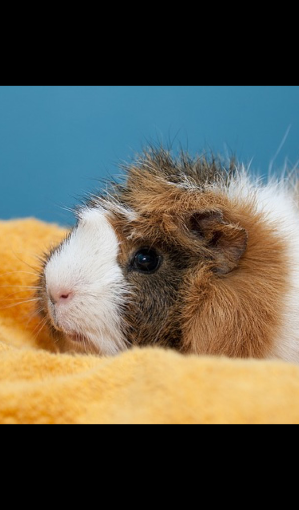 Guinea Pig Wallpaper HD Wallpapers of Guinea Pigs!Amazon.de