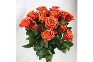 GREENCHOICEFLOWERS Fresh Cut 12 Orange Roses - Fresh from the Farm Orange Rose Bouquet – Hand-Selected Long-Lasting, Gift and Home Decor Perfect Fresh Flowers |20" Long Stems No Vase- Dozen | Flowers Gift
