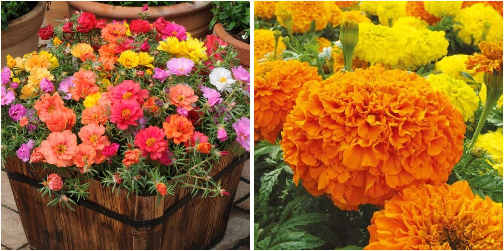 Seeds care Portulaca F2 Hybrid Kariba Extra Double Mix Flower Seeds and Seeds care Marigold F2 Hybrid, Dwarf Plant Big Flower Seeds (Pack of 20)