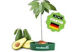 AvoSeedo Avocado Growing Kit - Indoor Gardening Gift for Growing Avocado Trees from Pits