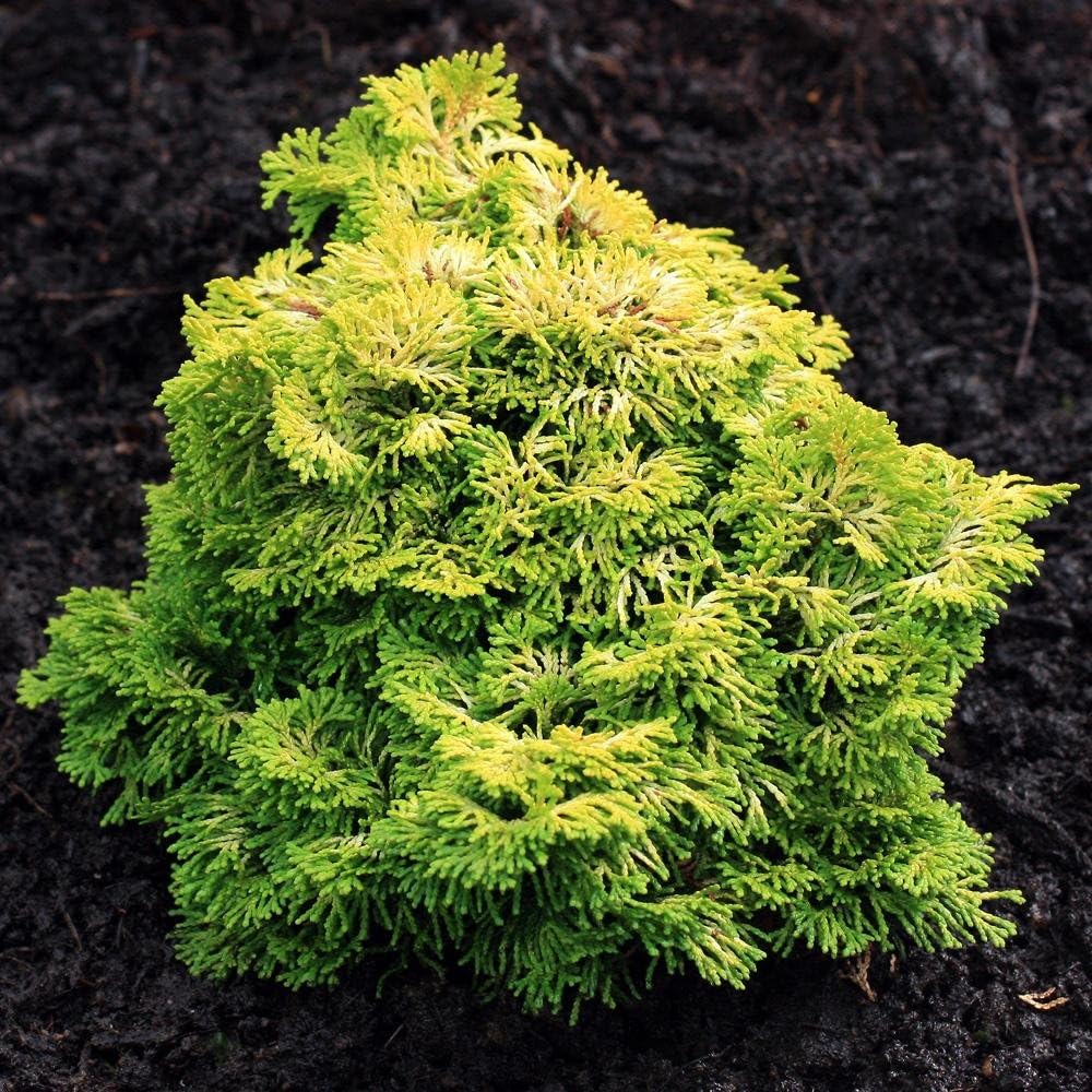 Amazon Com Dwarf Golden Hinoki Cypress Nana Lutea 3 Year Live Plant Garden Outdoor
