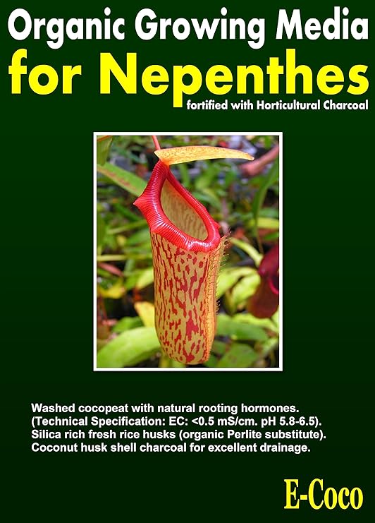 NEPENTHES CARNIVOROUS PLANT WITH CHARCOAL PITCHER PLANT
