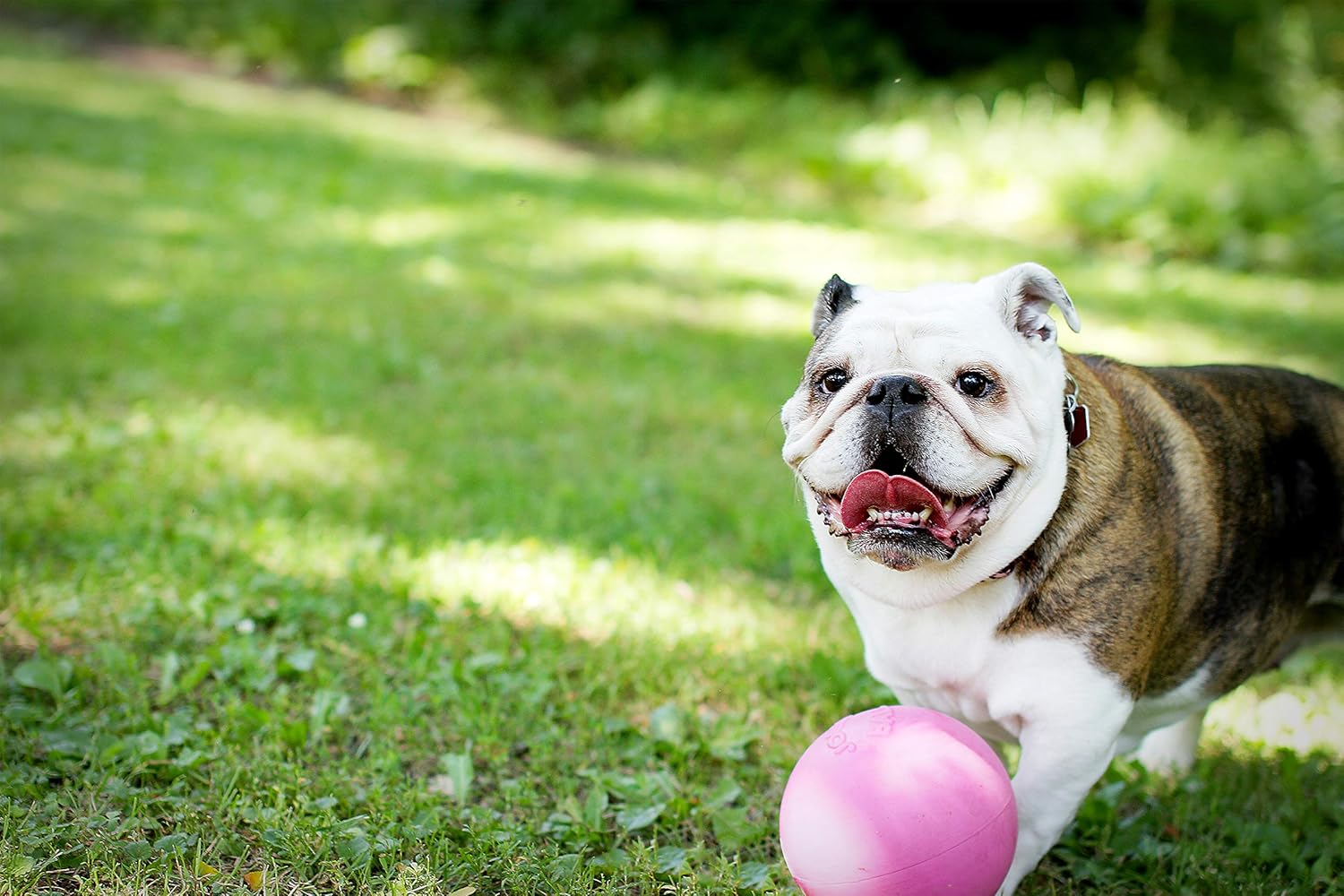 Jolly Pets Bounce-N Play Dog Toy, 15 cm, Pink Red, Bubblegum, M (15 cm) - Image 3