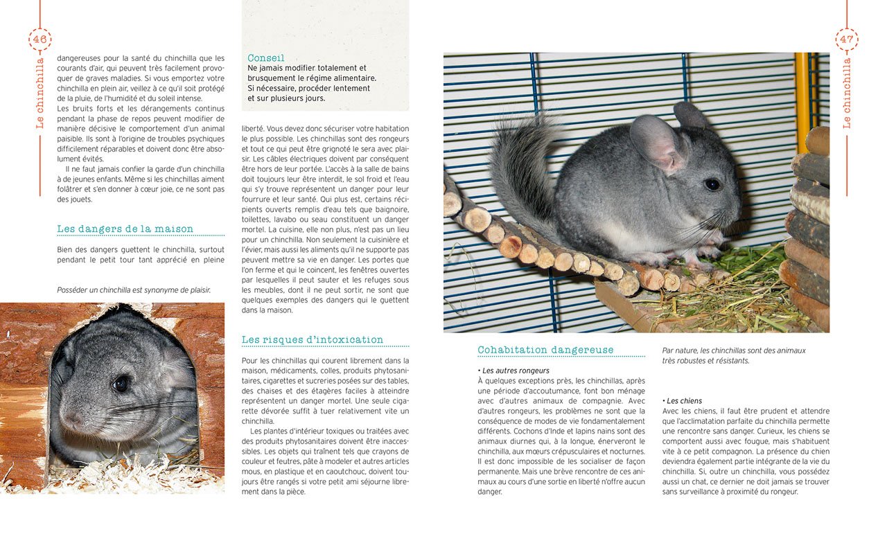 Chinchilla Focus Animaux Domestiques French Edition Kurschner M Amazon Com Books