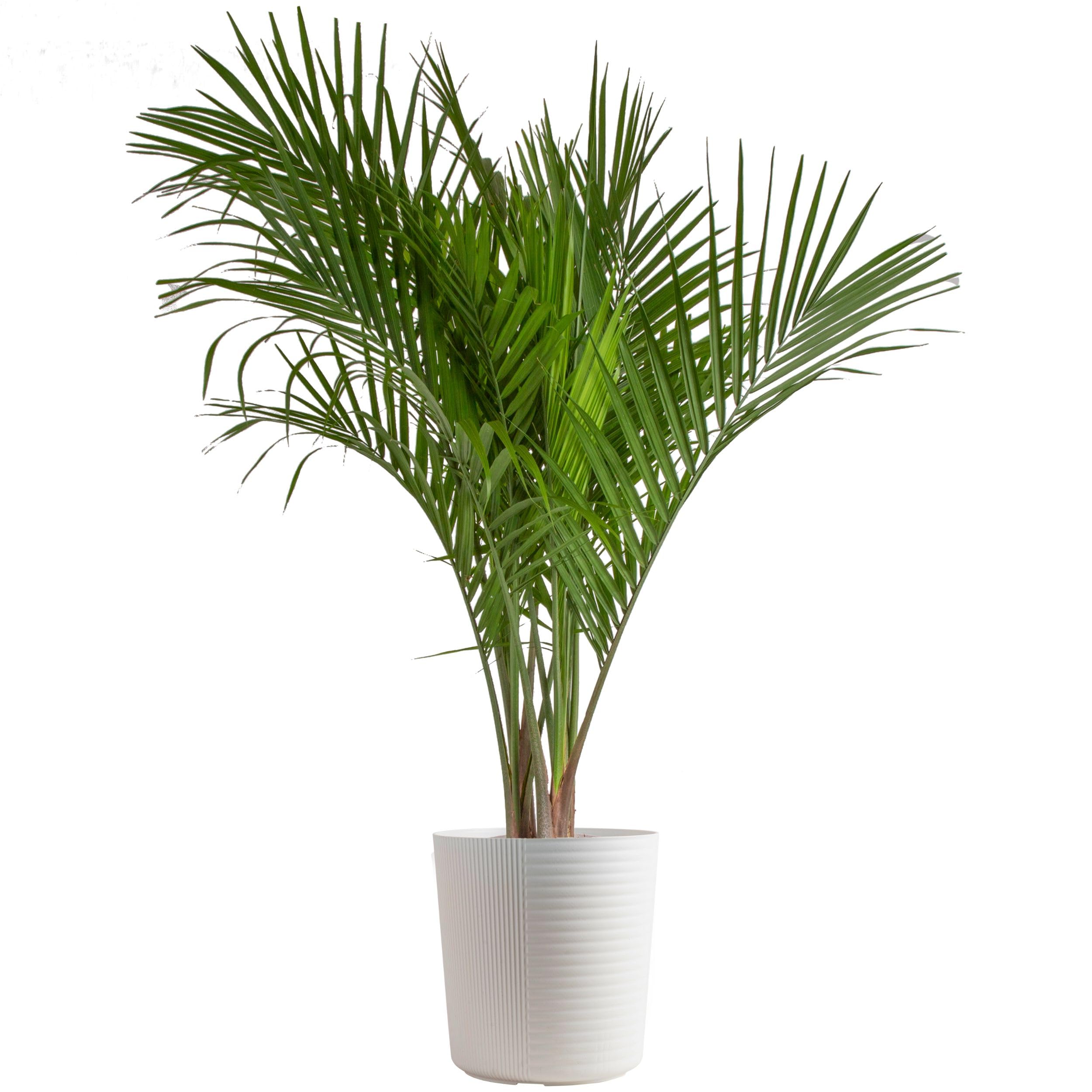 Mua Majesty Palm Live Plant, Live Indoor Outdoor Palm Tree, Potted in