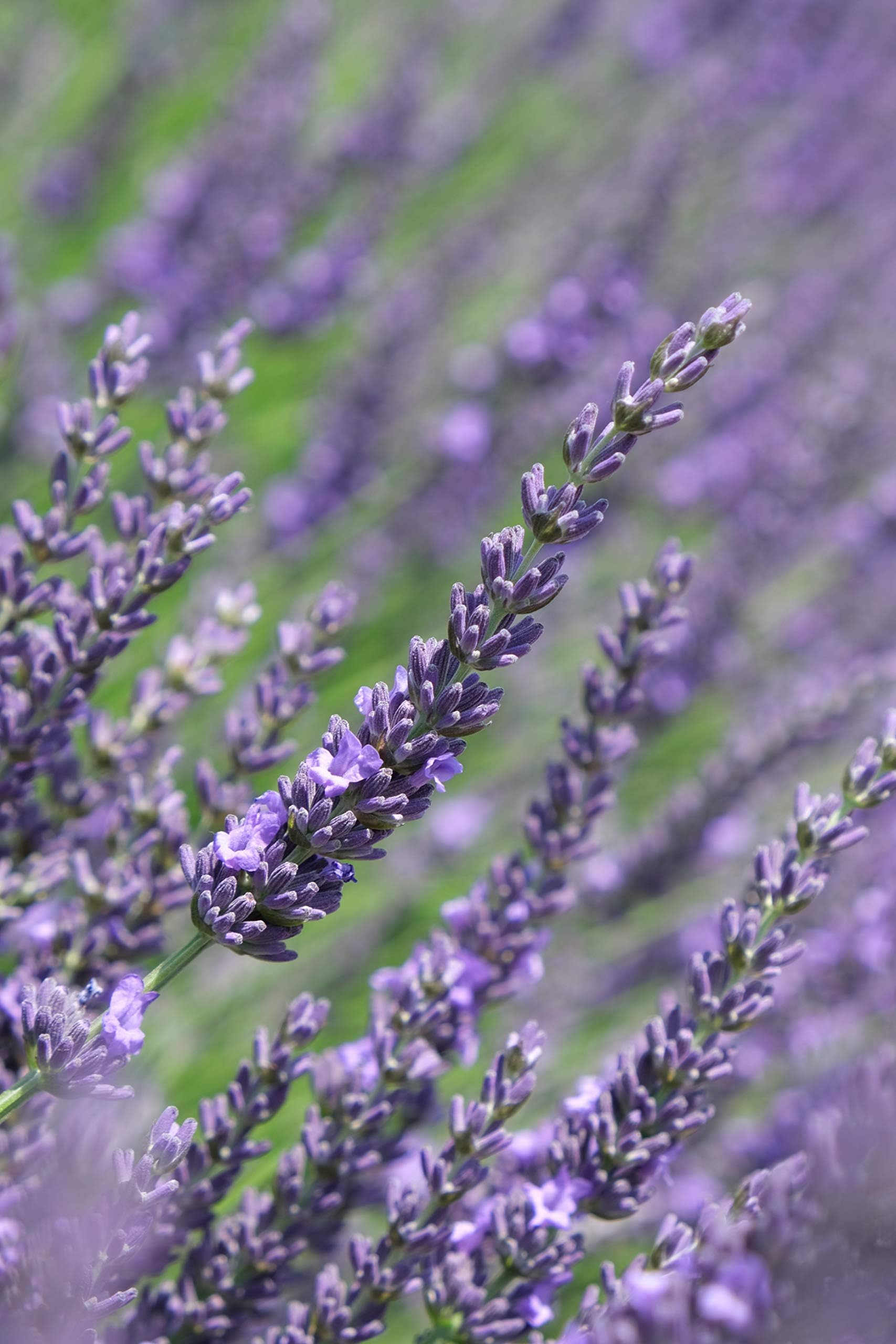 Scented Lavender Phenomenal Flowers, Well-Established 2 Litre Plant Pot