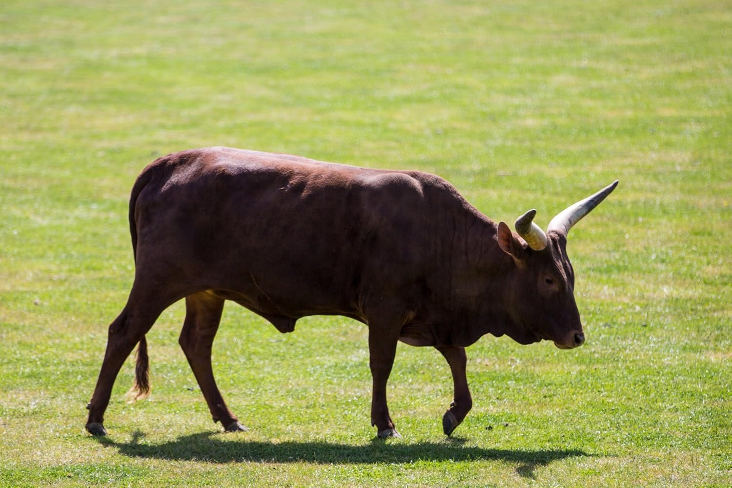 Amazon ラミネート加工ポスターankole牛動物ポスタープリント24 X 36 アートフレーム ポスター オンライン通販