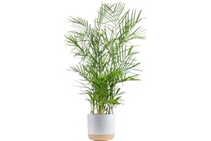 Costa Farms Bamboo Palm Live Plant in Decorative Pot, Air Purifying Large Indoor Houseplant, Perfect for Home, Room, or Office Decor, Great House Warming or Birthday Gift, 3-4 Feet Tall