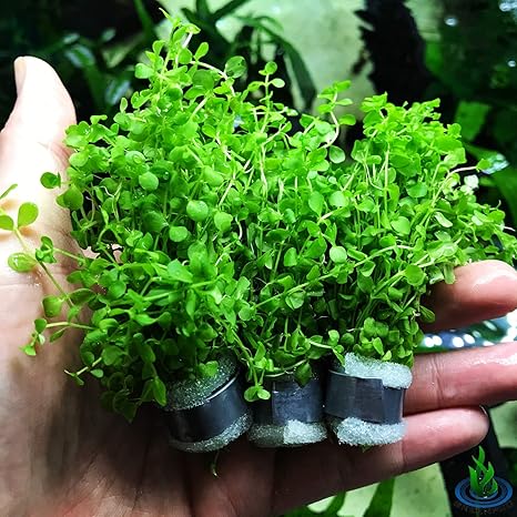 monte carlo aquarium plant