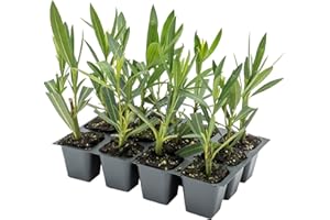 CITRONELLAKING 12 Nerium Red Oleander Shrubs | Live Plants in 2.5-inch Nursery Cubes | Jannoch Variety | Deer-Resistant Evergreen Perennial | Stunning Red Blooms for Outdoor Hedges & Garden Landscaping