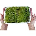 Nature Gift Store 3 Types of Live Moss Plants for Terrarium Use, Also for Reptile Moss, Hermit Crab Cage Accessories, Indoor Plants