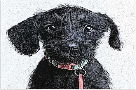 Amazon 室内 屋外用 天然コイア繊維 春 夏 ドアマット 40x60cm 養子縁組を待っているかわいい子犬のメゾチントイラスト ミニチュア シュナウザー 雑種犬 装飾 屋内屋外 防水 お手入れ簡単 新年の装飾 ラグ カーペット オンライン通販
