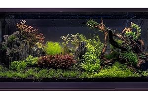 ZATIASMILLER Tropical Aquatic Plants Aquarium Background Jungle Style Aquatic Plants Frodo Stones Redmoor Roots Fish Tank Background Amazing Underwater Rainforest Theme Aquarium Fish Tank Background 36x20in
