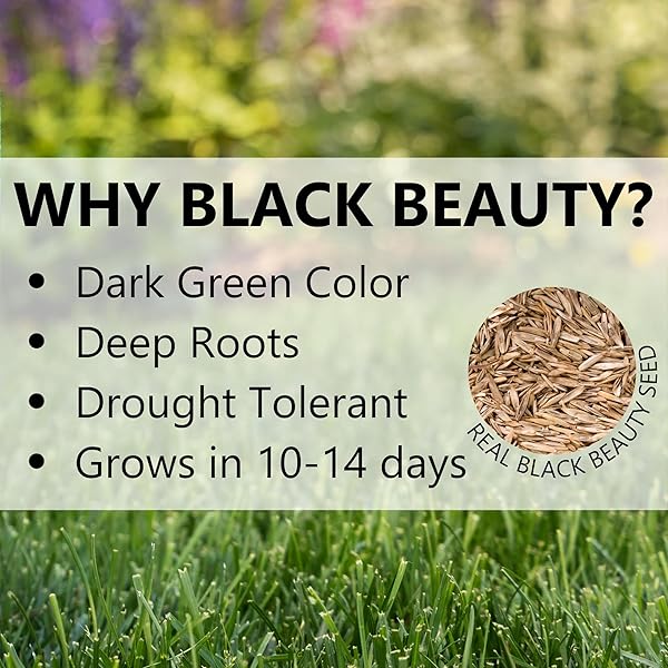 JONATHAN GREEN (12005) BLACK BEAUTY SUN & SHADE GRASS SEED – COOL SEASON LAWN SEED (7 LB)