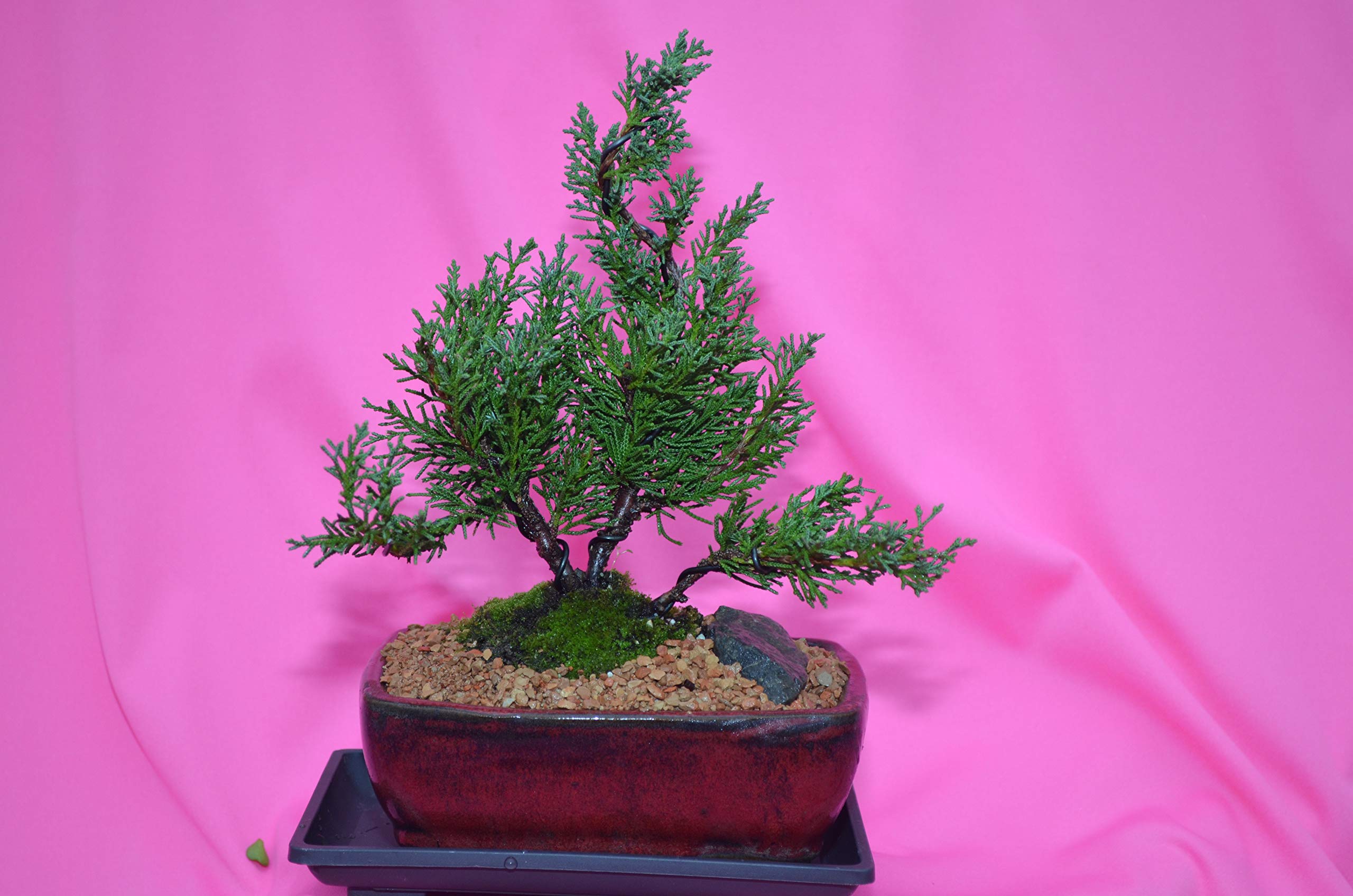 ZUNKOM Indoor Bonsai, Shimpaku Juniper