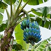 100 Blue Java Banana Tree Seeds - Rare Ice Cream Banana, Cold Tolerant, Produces Sweet Blue Skinned Fruit, Unique Tropical Or