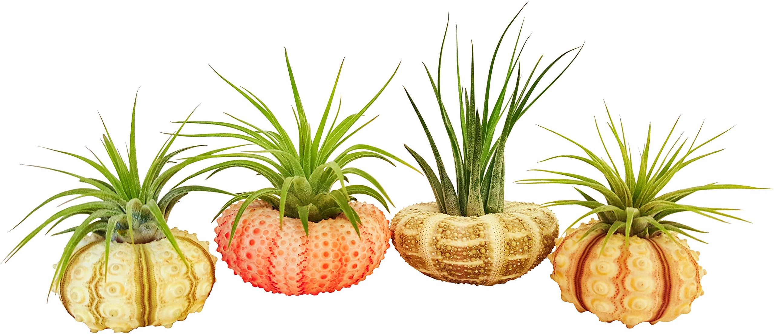 Bliss Gardens 4 pc Tillandsia Air Plant with Sea Urchin Set/Includes 4 Air Plants, 4 Shells and Gift Box