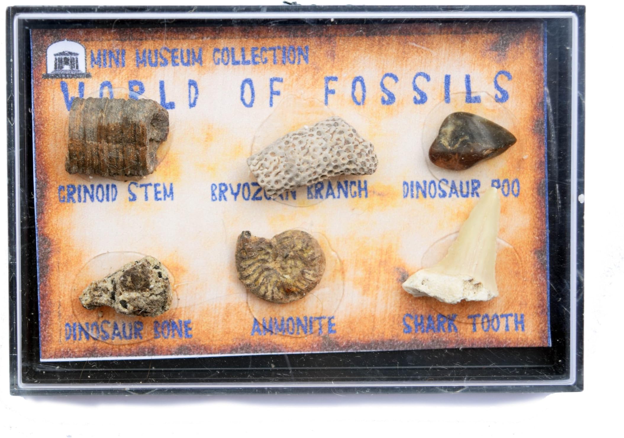 Jurassic Jacks Fossil Collection Dinosaur Poo