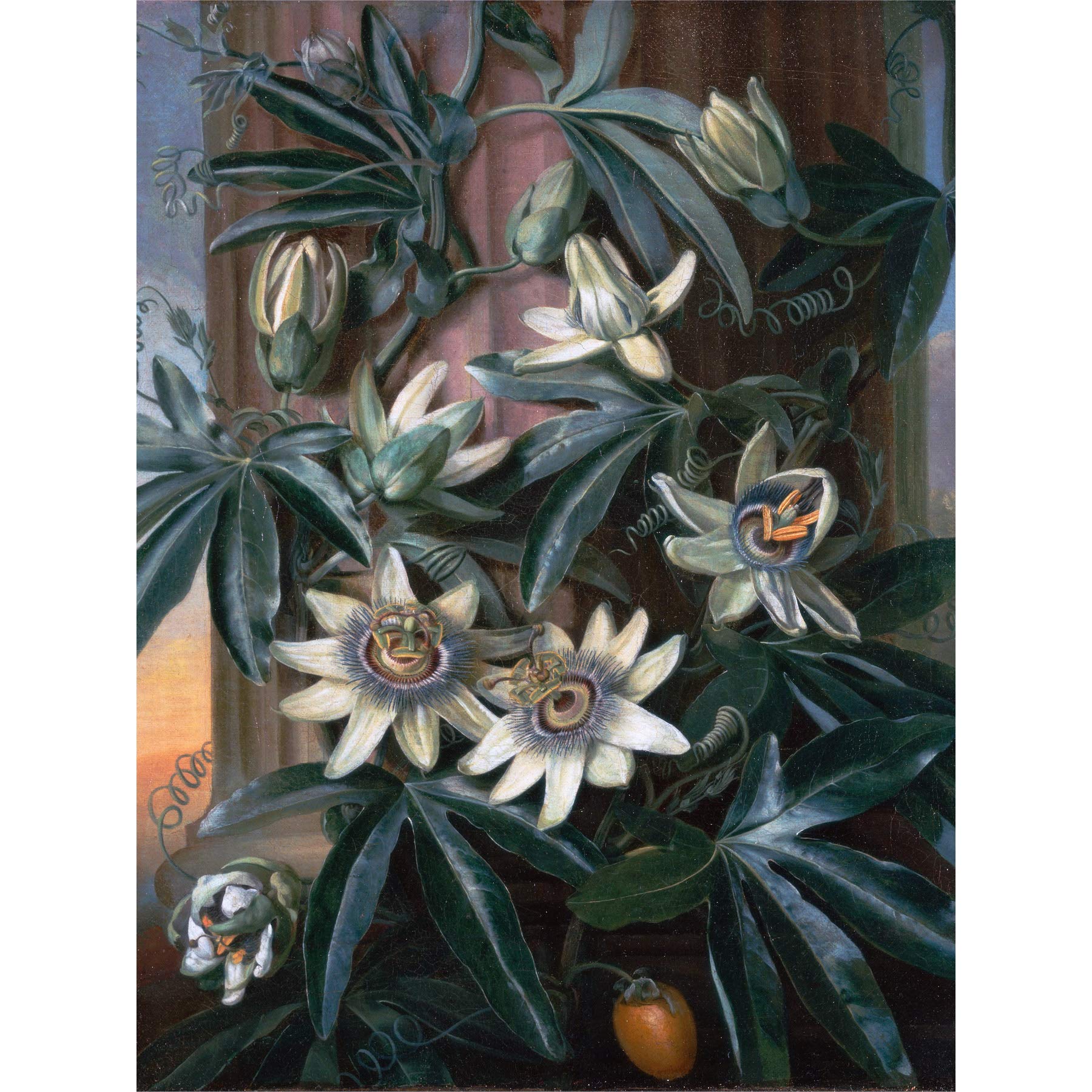 Artery8 Reinagle Blue Passion Flower Temple Flora Thornton Painting Premium Wall Art Canvas Print 18X24 Inch