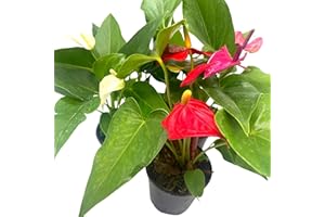 BubbleBlooms Colorful Anthurium Assortment, 4 inch Set of 3, Different Color Flowers, Red, White, Pink, Purple, Orange, Peppermint, and More