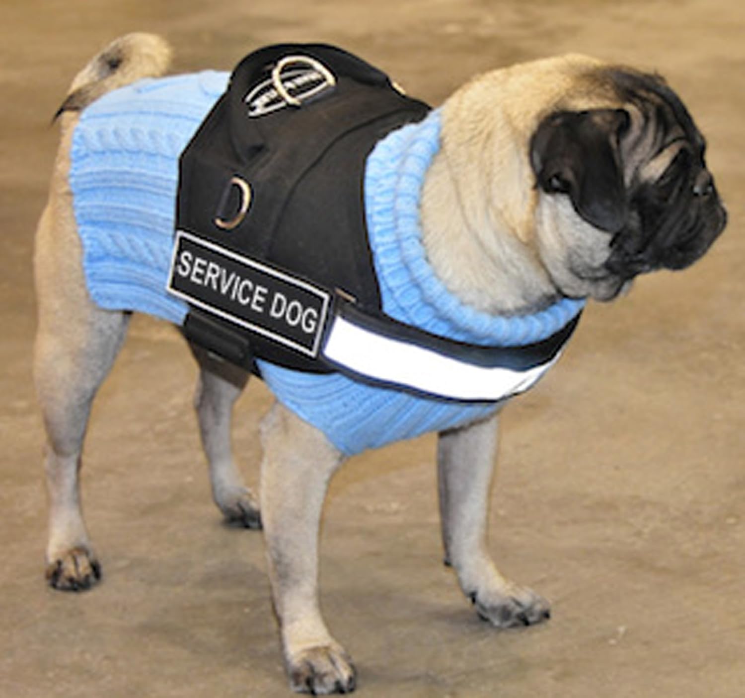 german shepherd little dog price