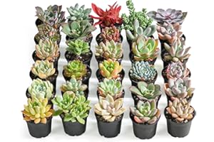 Sprout N Green 30 Pack Assorted Live Succulents, 6 Varieties Real Succulent Plants Rooted in 2" Round Pot with Soil Mix, Rare Small Plants for Home Garden Wedding Decor Party Favor