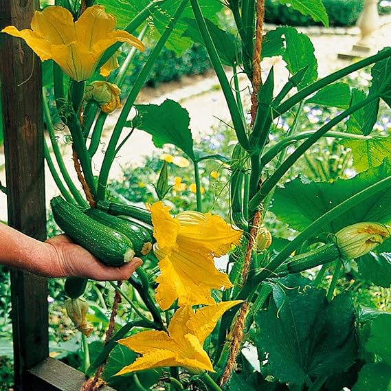 XIANJIA Climbing Zucchini Seeds Organic Vegetable Seeds Zucchini Seed