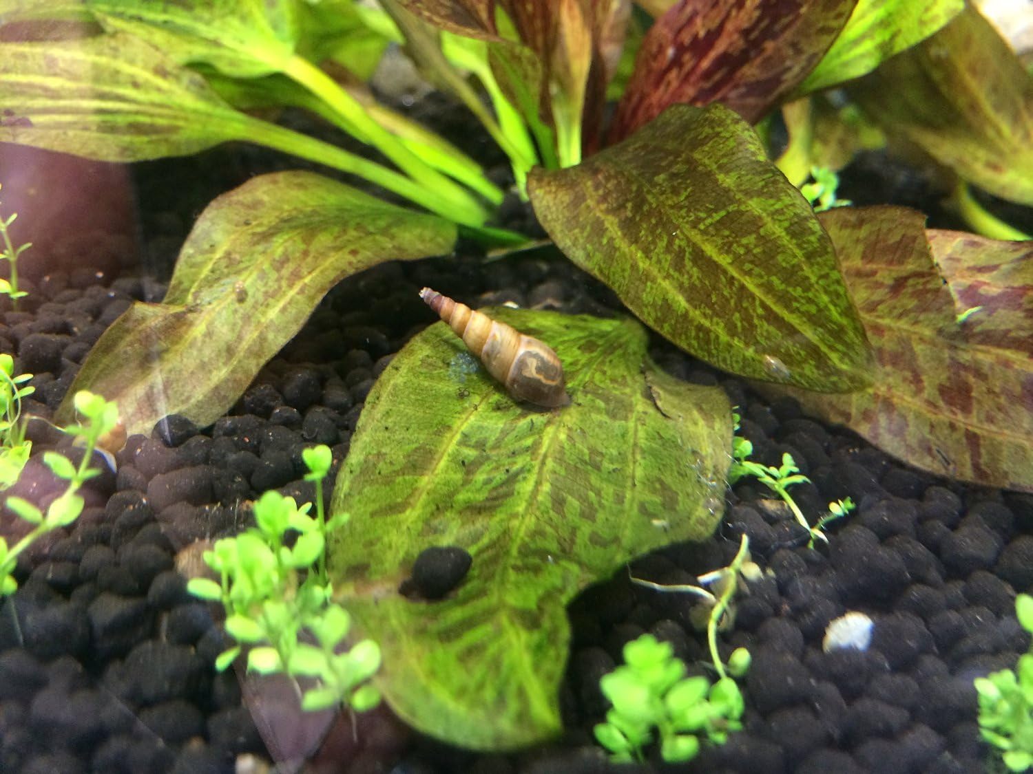 PrettyFish626 20 to 25 Malaysian Trumpet Snails (1/4" to 1/2") + Java Moss.