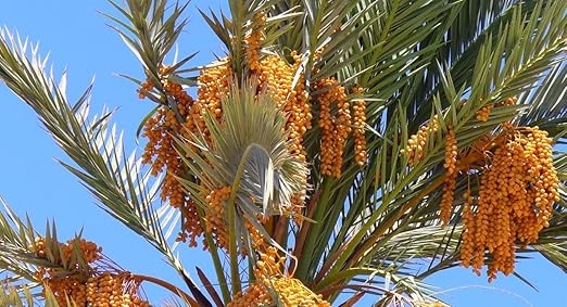La Verdadera Palmera Datilera Phoenix Dactylifera Arbol 5 Semillas Amazon Es Jardin