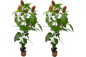 ragnaroc Shrimp Plant 5-10" (Justicia brandegeeana) 2ct - Live Plant for Indoor Outdoor Use, Garden & Landscaping - Live Arrival Guaranteed