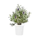 Click & Grow Lavendel Nachfüllpackung 3er-Pack für deinen smarten Kräutergarten