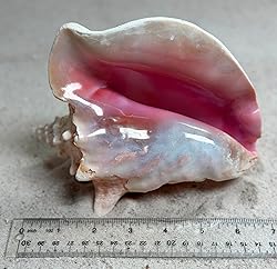 Shell King Queen Conch Shell 6"-8" - Bahamas