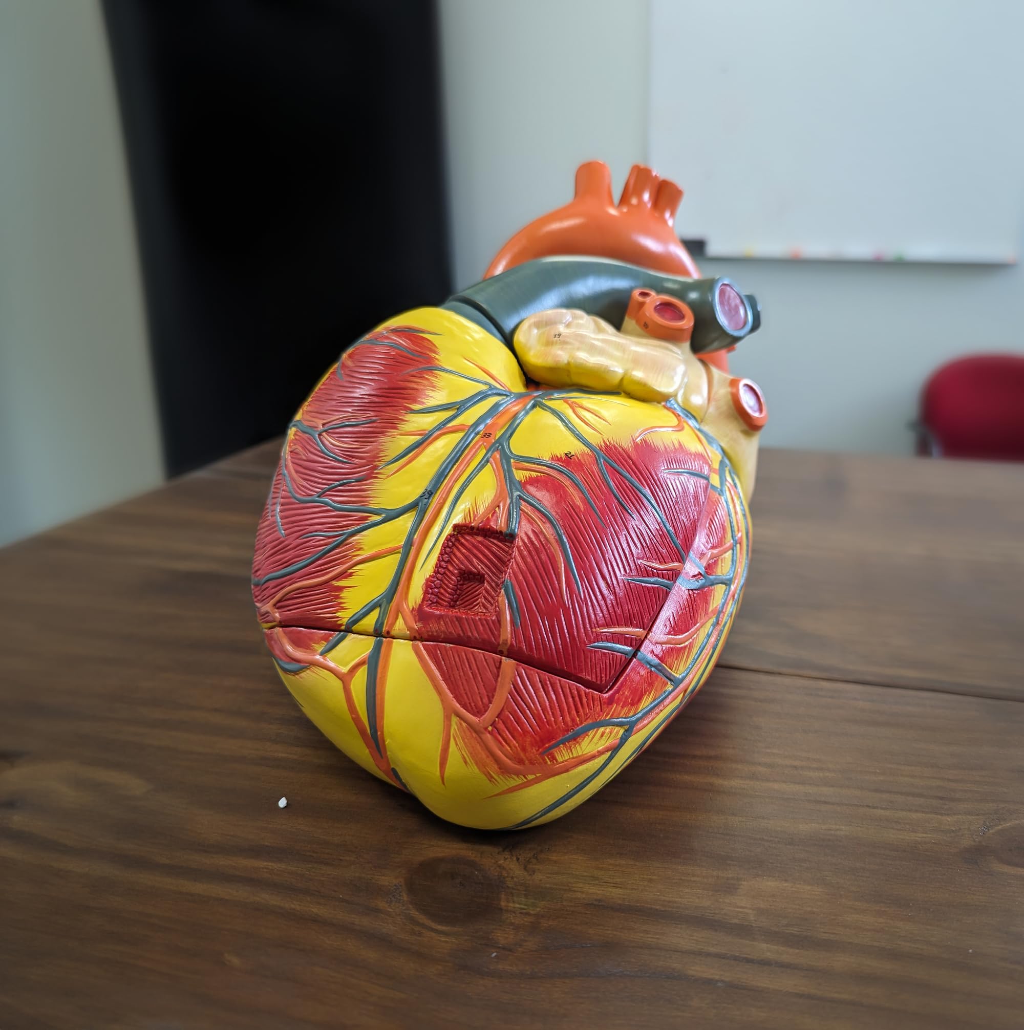 Large Human Heart Model, 3x Life-Size, 3-Part Numbered Anatomical Heart Illustrates 34 Internal Structures, Magnetically Connected, Includes Product Manual, Made by Axis Scientific