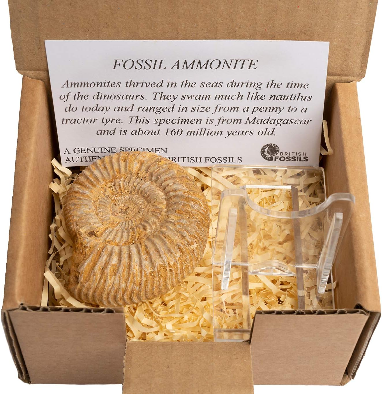 British Fossils Genuine Madagascan Ammonite in Gift Box with Stand - 160 Million Years Old!, Dusty Ammonite