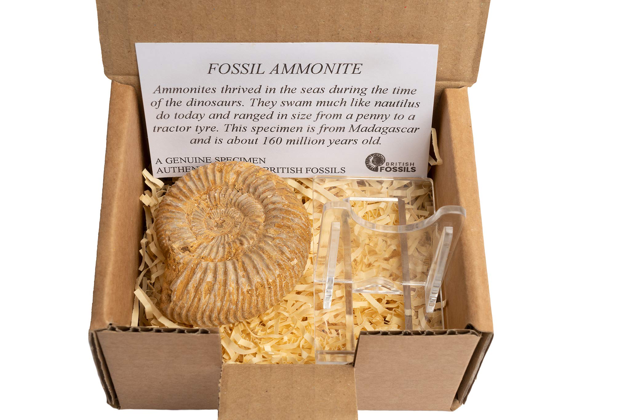 British Fossils Genuine Madagascan Ammonite in Gift Box with Stand - 160 Million Years Old!