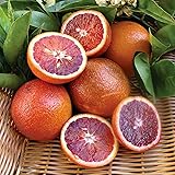 Moro Orange Tree Seeds Blood Orange Tree, Citrus
