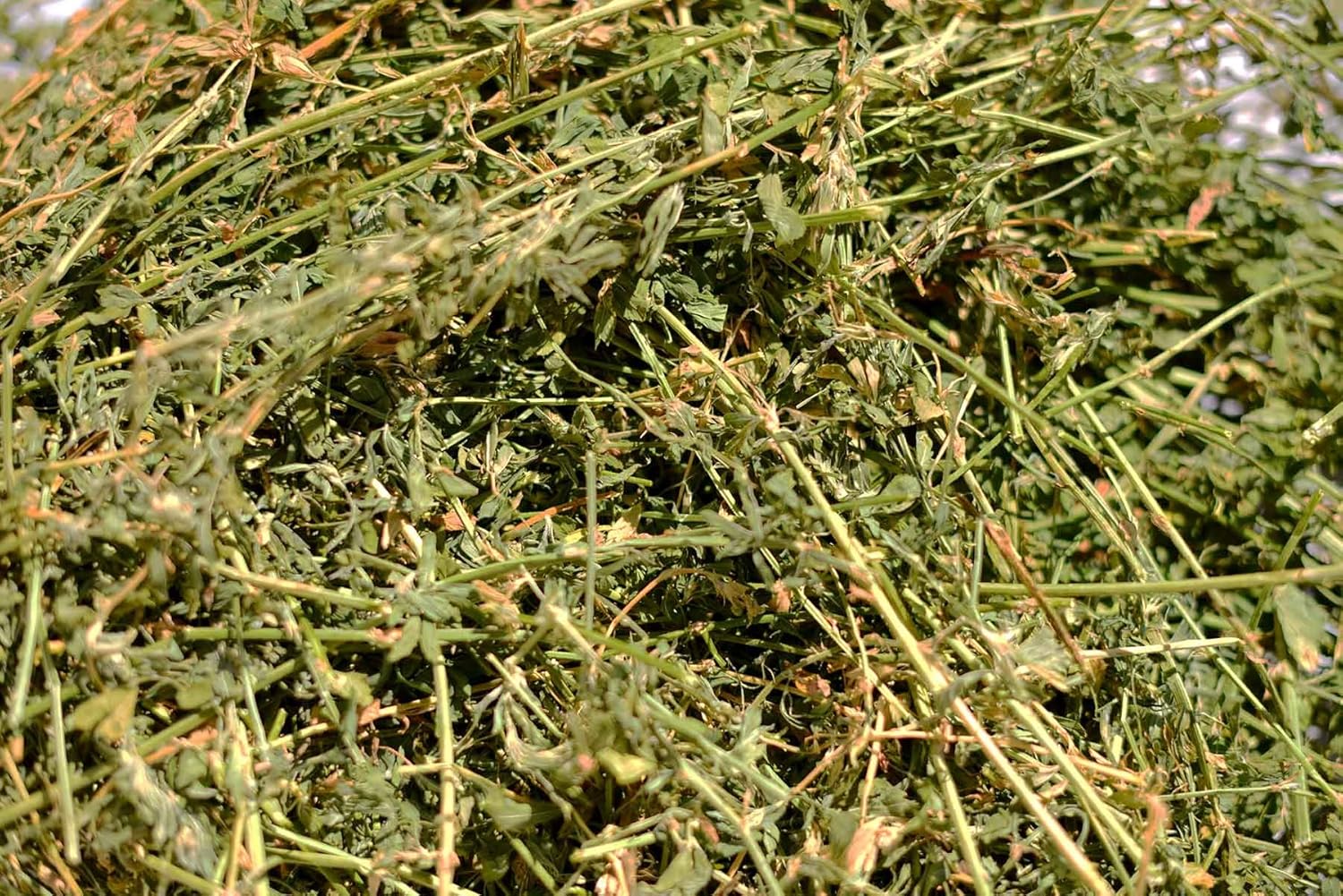 alfalfa hay for bunnies
