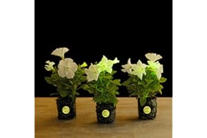 COSTA FARMS Firefly Petunia Live Plant (3-Pack) | Glow-in-The-Dark Flowers for Garden & Room Decor | Bioluminescent Houseplants with Fragrant White Blooms, Easy to Grow | 5-6 Inches Tall | Room and Home Decor