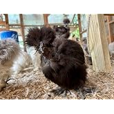 Silkie Chicken Fertile Hatching Eggs - Shipped in Foam from Silky Birds