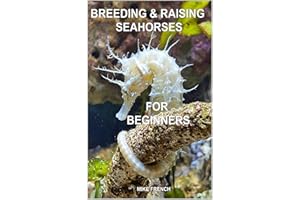 Breeding & Raising Seahorses for Beginners